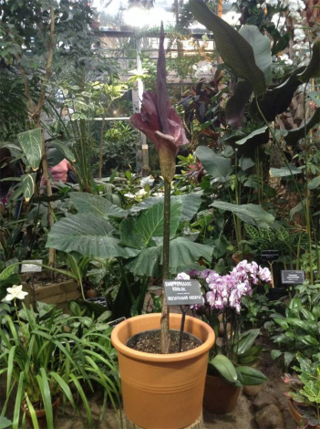 Аморфофаллус (Amorphophallus): 150 фото квітки + інструкція як вирощувати та доглядати в домашніх умовах