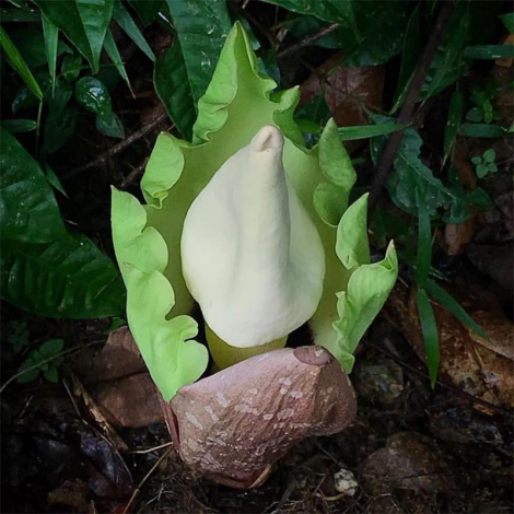 Аморфофаллус (Amorphophallus): 150 фото квітки + інструкція як вирощувати та доглядати в домашніх умовах
