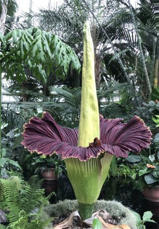 Аморфофаллус (Amorphophallus): 150 фото квітки + інструкція як вирощувати та доглядати в домашніх умовах