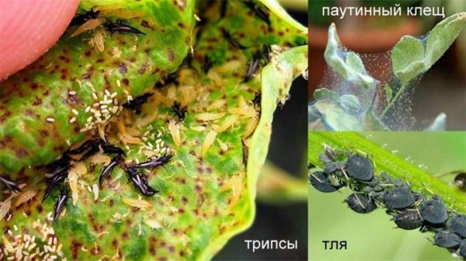 Ардизія (160 фото): догляд та вирощування в домашніх умовах (полив пересадка, підживлення)