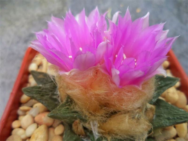 Аріокарпус (Ariocarpus): інструкція з догляду, фото, вирощування, полив, пересадка, цвітіння кактусу