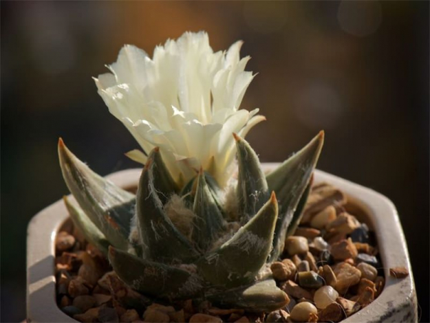 Аріокарпус (Ariocarpus): інструкція з догляду, фото, вирощування, полив, пересадка, цвітіння кактусу
