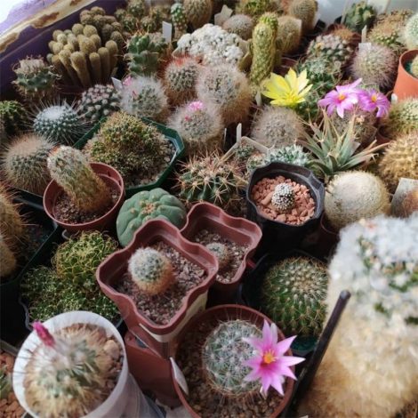 Аріокарпус (Ariocarpus): інструкція з догляду, фото, вирощування, полив, пересадка, цвітіння кактусу