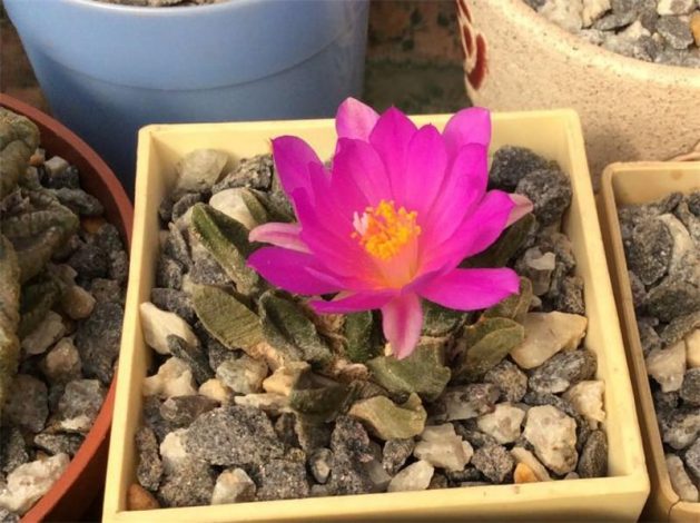 Аріокарпус (Ariocarpus): інструкція з догляду, фото, вирощування, полив, пересадка, цвітіння кактусу