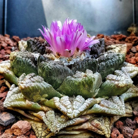 Аріокарпус (Ariocarpus): інструкція з догляду, фото, вирощування, полив, пересадка, цвітіння кактусу