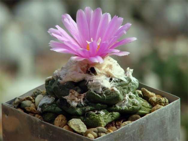 Аріокарпус (Ariocarpus): інструкція з догляду, фото, вирощування, полив, пересадка, цвітіння кактусу