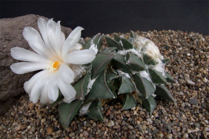 Аріокарпус (Ariocarpus): інструкція з догляду, фото, вирощування, полив, пересадка, цвітіння кактусу