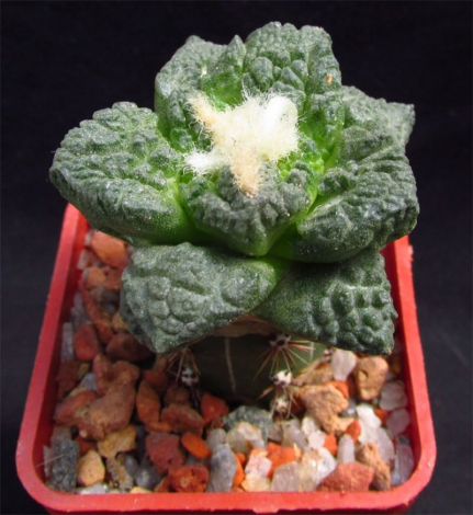 Аріокарпус (Ariocarpus): інструкція з догляду, фото, вирощування, полив, пересадка, цвітіння кактусу