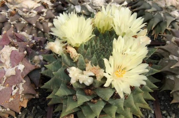 Аріокарпус (Ariocarpus): інструкція з догляду, фото, вирощування, полив, пересадка, цвітіння кактусу