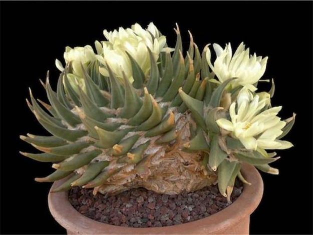 Аріокарпус (Ariocarpus): інструкція з догляду, фото, вирощування, полив, пересадка, цвітіння кактусу