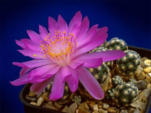 Аріокарпус (Ariocarpus): інструкція з догляду, фото, вирощування, полив, пересадка, цвітіння кактусу