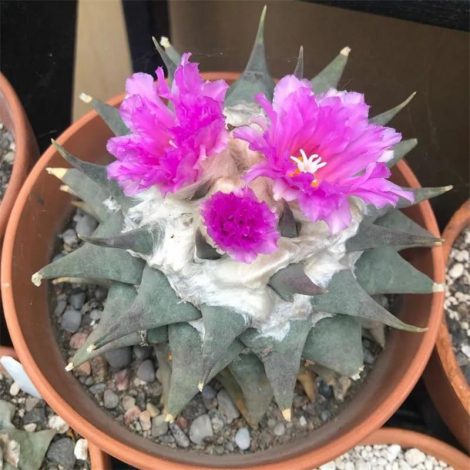 Аріокарпус (Ariocarpus): інструкція з догляду, фото, вирощування, полив, пересадка, цвітіння кактусу