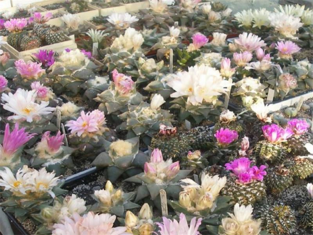 Аріокарпус (Ariocarpus): інструкція з догляду, фото, вирощування, полив, пересадка, цвітіння кактусу