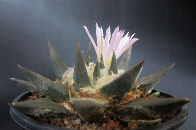 Аріокарпус (Ariocarpus): інструкція з догляду, фото, вирощування, полив, пересадка, цвітіння кактусу