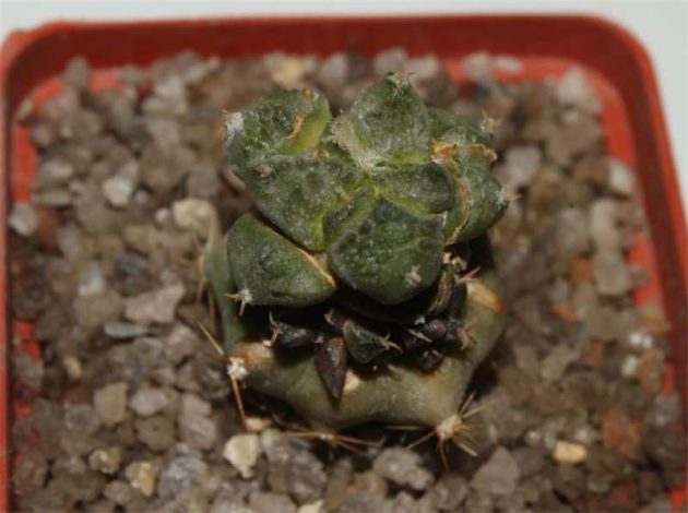 Аріокарпус (Ariocarpus): інструкція з догляду, фото, вирощування, полив, пересадка, цвітіння кактусу