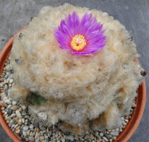Аріокарпус (Ariocarpus): інструкція з догляду, фото, вирощування, полив, пересадка, цвітіння кактусу