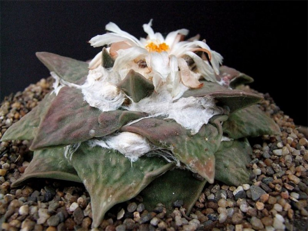 Аріокарпус (Ariocarpus): інструкція з догляду, фото, вирощування, полив, пересадка, цвітіння кактусу