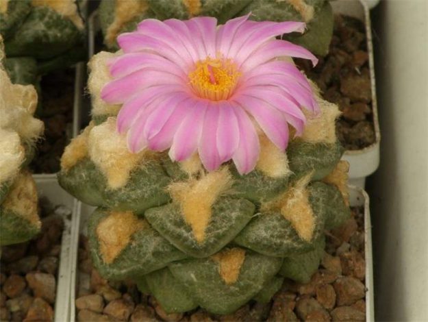 Аріокарпус (Ariocarpus): інструкція з догляду, фото, вирощування, полив, пересадка, цвітіння кактусу