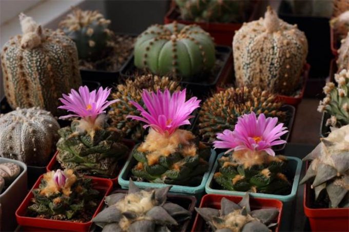 Аріокарпус (Ariocarpus): інструкція з догляду, фото, вирощування, полив, пересадка, цвітіння кактусу