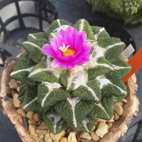 Аріокарпус (Ariocarpus): інструкція з догляду, фото, вирощування, полив, пересадка, цвітіння кактусу