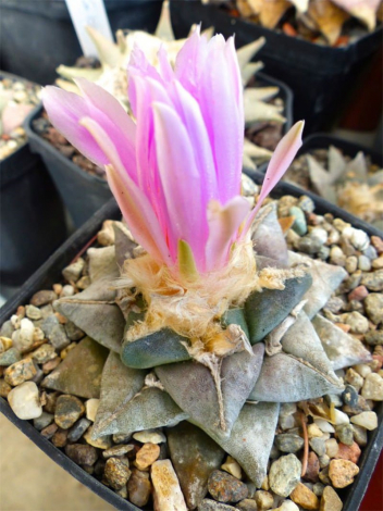 Аріокарпус (Ariocarpus): інструкція з догляду, фото, вирощування, полив, пересадка, цвітіння кактусу