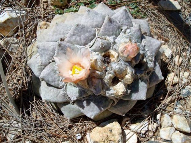 Аріокарпус (Ariocarpus): інструкція з догляду, фото, вирощування, полив, пересадка, цвітіння кактусу