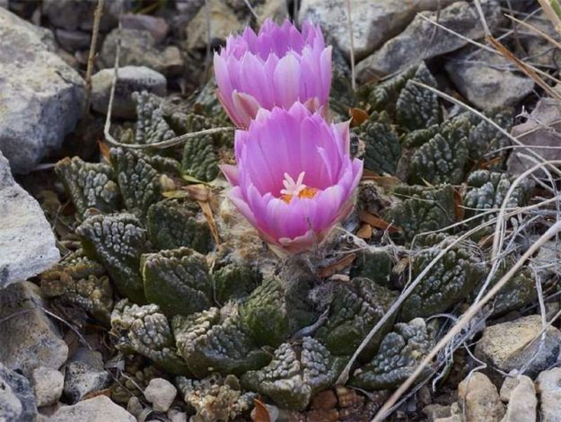 Аріокарпус (Ariocarpus): інструкція з догляду, фото, вирощування, полив, пересадка, цвітіння кактусу