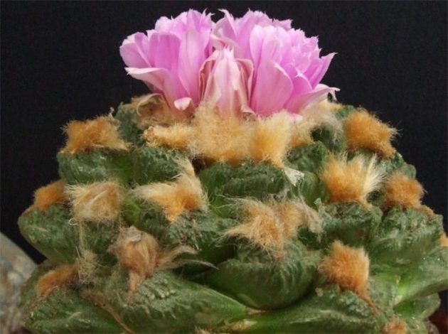 Аріокарпус (Ariocarpus): інструкція з догляду, фото, вирощування, полив, пересадка, цвітіння кактусу