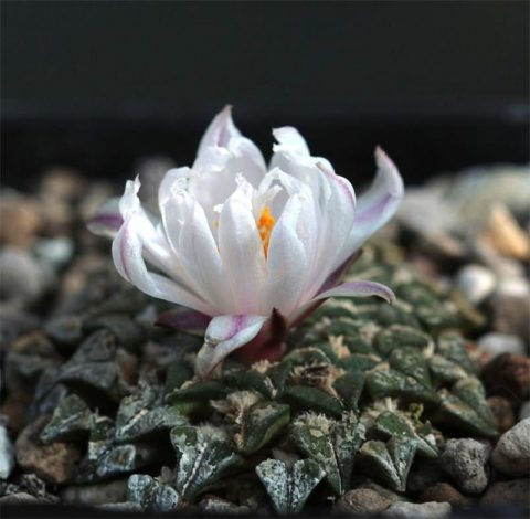 Аріокарпус (Ariocarpus): інструкція з догляду, фото, вирощування, полив, пересадка, цвітіння кактусу