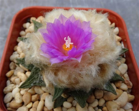 Аріокарпус (Ariocarpus): інструкція з догляду, фото, вирощування, полив, пересадка, цвітіння кактусу