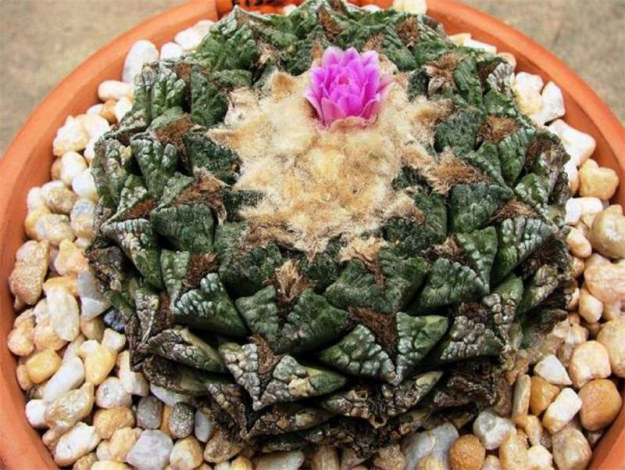 Аріокарпус (Ariocarpus): інструкція з догляду, фото, вирощування, полив, пересадка, цвітіння кактусу