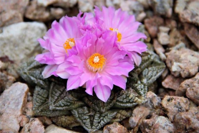 Аріокарпус (Ariocarpus): інструкція з догляду, фото, вирощування, полив, пересадка, цвітіння кактусу