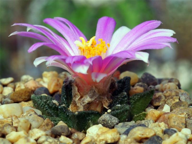 Аріокарпус (Ariocarpus): інструкція з догляду, фото, вирощування, полив, пересадка, цвітіння кактусу