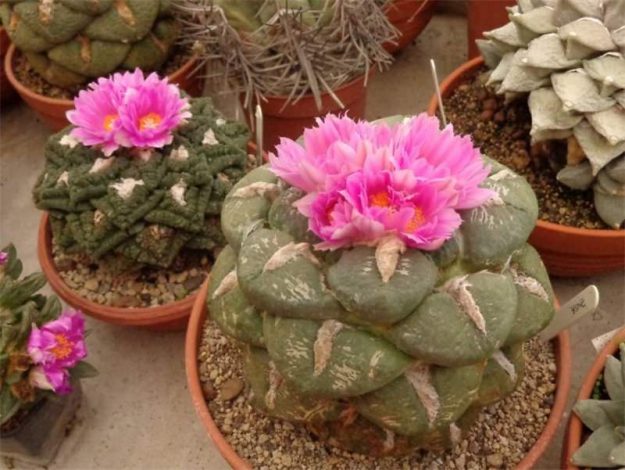 Аріокарпус (Ariocarpus): інструкція з догляду, фото, вирощування, полив, пересадка, цвітіння кактусу
