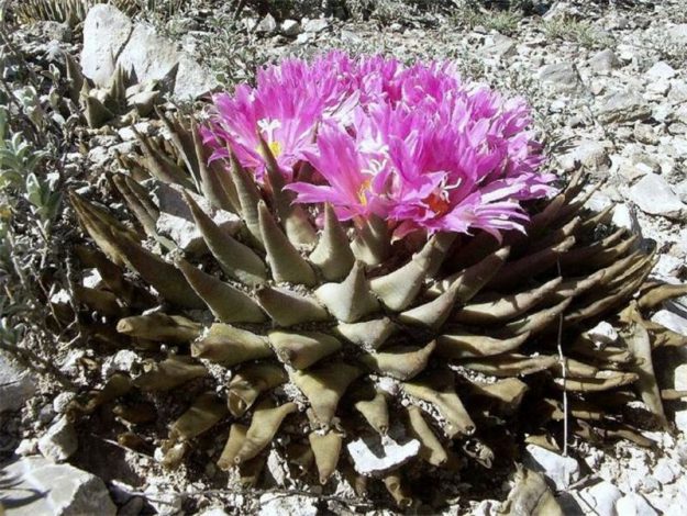 Аріокарпус (Ariocarpus): інструкція з догляду, фото, вирощування, полив, пересадка, цвітіння кактусу
