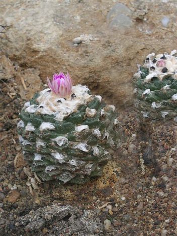 Аріокарпус (Ariocarpus): інструкція з догляду, фото, вирощування, полив, пересадка, цвітіння кактусу