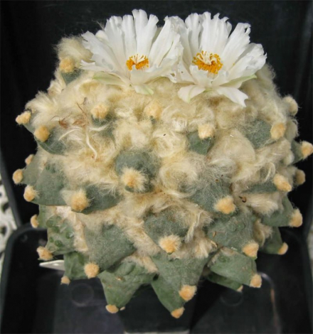 Аріокарпус (Ariocarpus): інструкція з догляду, фото, вирощування, полив, пересадка, цвітіння кактусу