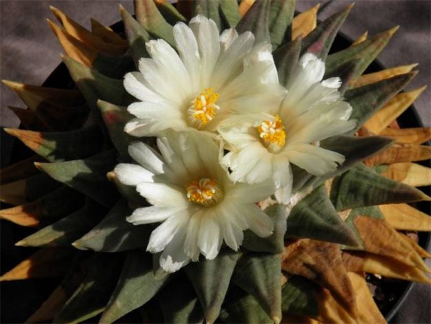 Аріокарпус (Ariocarpus): інструкція з догляду, фото, вирощування, полив, пересадка, цвітіння кактусу