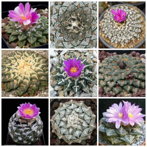 Аріокарпус (Ariocarpus): інструкція з догляду, фото, вирощування, полив, пересадка, цвітіння кактусу