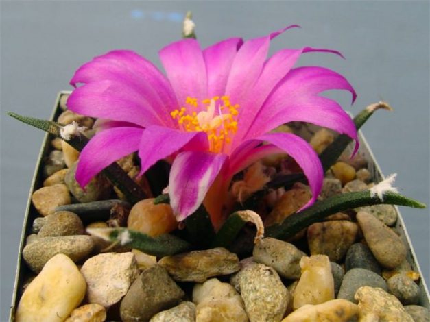 Аріокарпус (Ariocarpus): інструкція з догляду, фото, вирощування, полив, пересадка, цвітіння кактусу