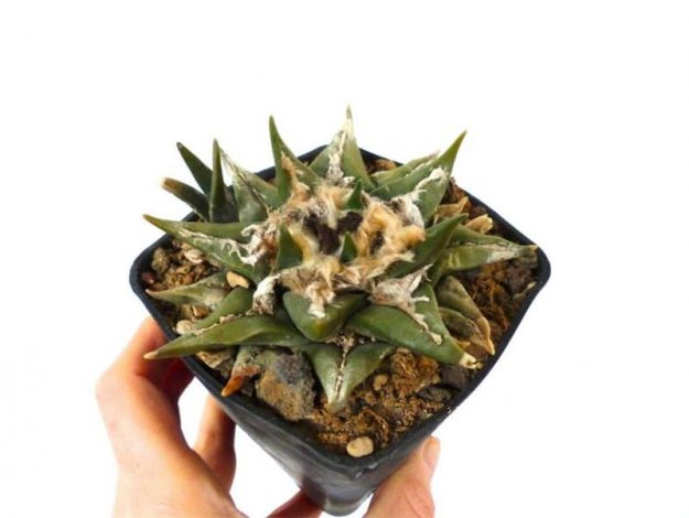 Аріокарпус (Ariocarpus): інструкція з догляду, фото, вирощування, полив, пересадка, цвітіння кактусу