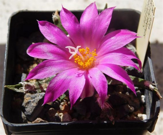 Аріокарпус (Ariocarpus): інструкція з догляду, фото, вирощування, полив, пересадка, цвітіння кактусу