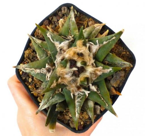 Аріокарпус (Ariocarpus): інструкція з догляду, фото, вирощування, полив, пересадка, цвітіння кактусу