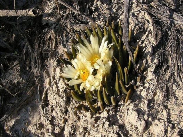 Аріокарпус (Ariocarpus): інструкція з догляду, фото, вирощування, полив, пересадка, цвітіння кактусу