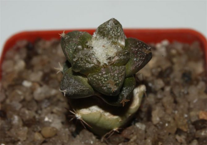Аріокарпус (Ariocarpus): інструкція з догляду, фото, вирощування, полив, пересадка, цвітіння кактусу