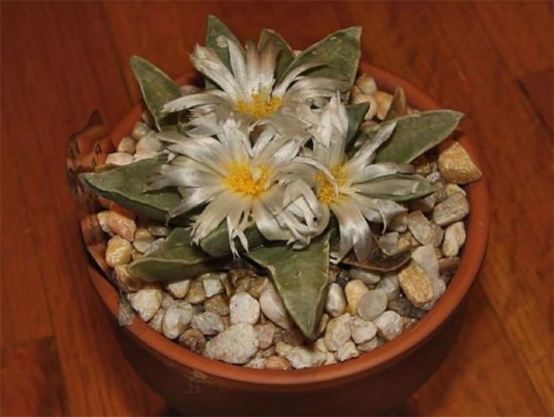 Аріокарпус (Ariocarpus): інструкція з догляду, фото, вирощування, полив, пересадка, цвітіння кактусу