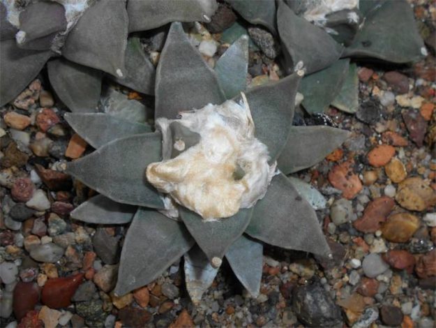 Аріокарпус (Ariocarpus): інструкція з догляду, фото, вирощування, полив, пересадка, цвітіння кактусу