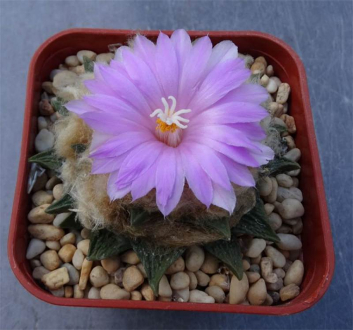 Аріокарпус (Ariocarpus): інструкція з догляду, фото, вирощування, полив, пересадка, цвітіння кактусу