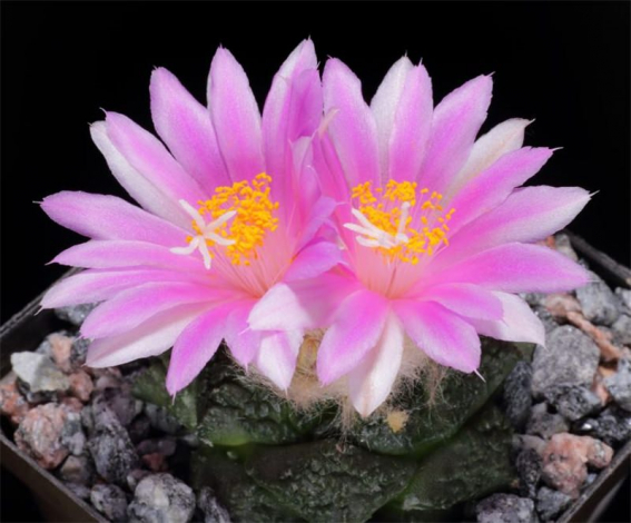 Аріокарпус (Ariocarpus): інструкція з догляду, фото, вирощування, полив, пересадка, цвітіння кактусу