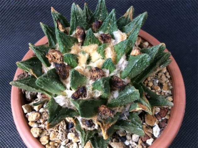 Аріокарпус (Ariocarpus): інструкція з догляду, фото, вирощування, полив, пересадка, цвітіння кактусу